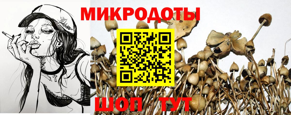 Галлюциногенные грибы Psilocybe Комсомольск-на-Амуре